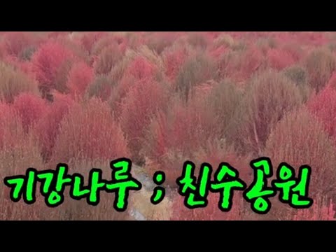 기강나루 의령 친수공원 아스타국화~~