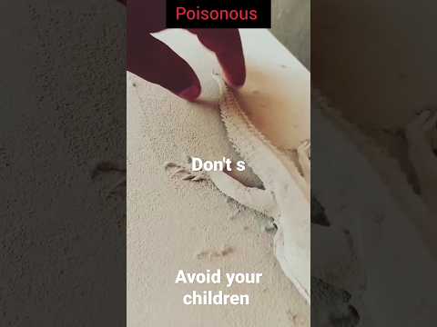 Avoid from such a poisonous | Don'ts | lethal animal