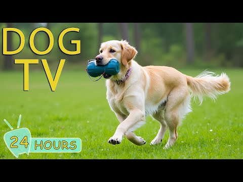 DOG TV: Best Anti-Anxiety Video for Dogs When Home Alone - Music Collection Relax for Dogs