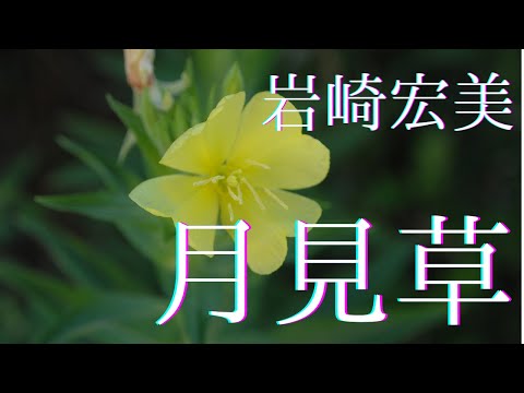 ♫月見草/ 岩崎宏美