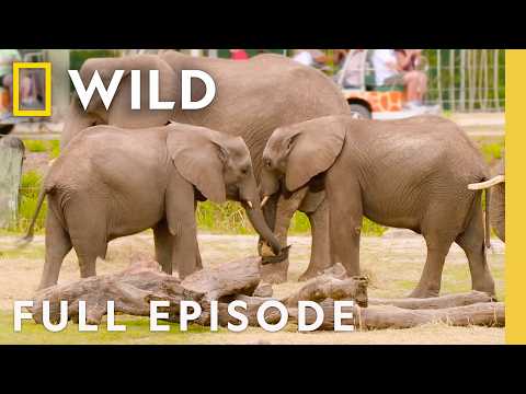 Elephant Date Night (Full Episode) | Secrets of the Zoo: Tampa | Nat Geo Animals