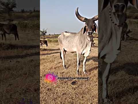 Kankrej Cow Marwad Dorda Pawti