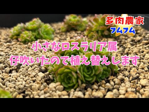 【多肉植物】仔吹いた多肉をもっと増やす為にトレーに仕立て直しします✨