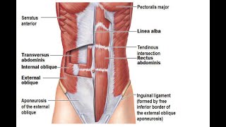 Two Minutes of Anatomy: Core