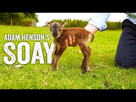 Born at the Wrong Time of Year - Adam Henson's Soay Lamb