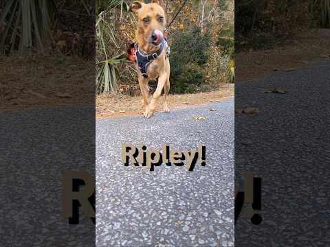 Ripley #doglover #breathingexercises #funnyvideo #trending