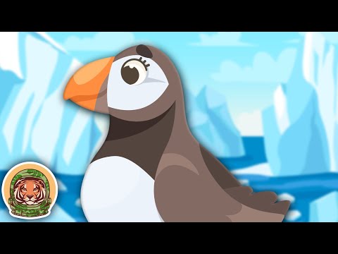 Meet The Puffin! | Animal Songs For Kids | KLT WILD