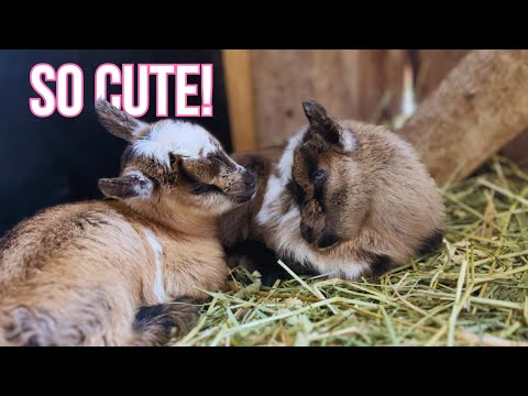 SHE HAD THE CUTEST KIDS! Miniature Goat Birth