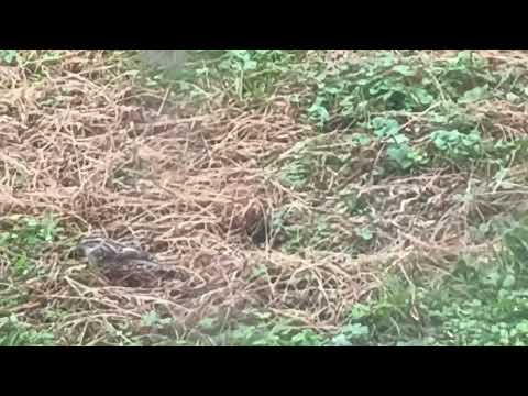 #flock of #Sparrows pecking #pineNeedles posted Dec 16.2024 #nature #fallleaves #birds