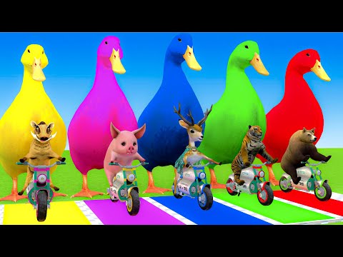 5 Giant Duck Cartoon, Cow, Elephant, Tiger, Dinosaur, Paint Wild Animals Crossing Fountain Animation