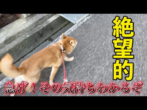 【絶望的】散歩中いきなりやってくるアイツ　柴犬小夏