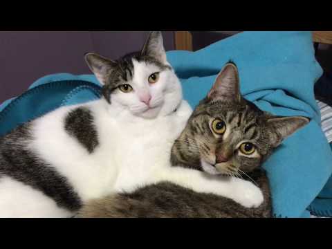 Cat Sibling Love - Kittens Washing Each Other || Mairi & Decker