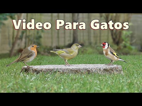 Videos Para Gatos - Hermoso pajaros para gatos