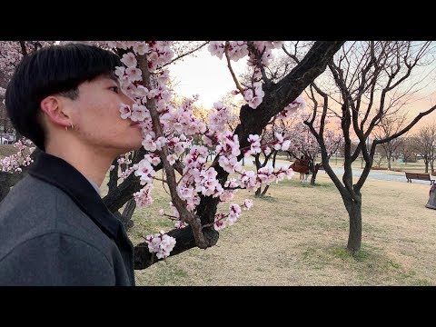 {ENG SUB} 서울 여의도 벚꽃 🌸데이트 추천 Vlog / Best date course Cherry Blossoms Viewing in Yeouido Seoul, Korea