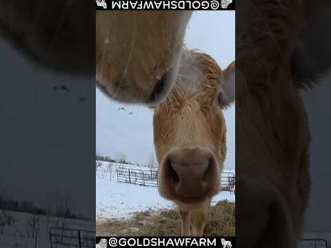 POV: You're a Guardian Dog Protecting Your Cows