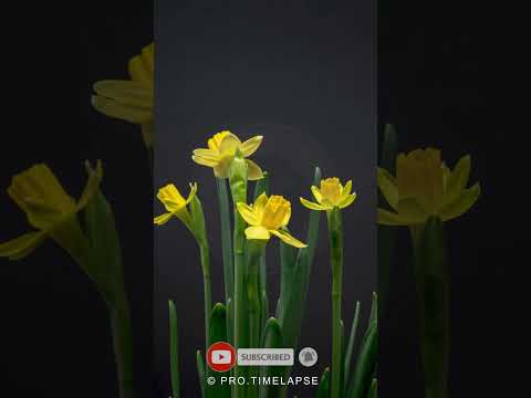 Daffodil flowers, Time Lapse #shorts