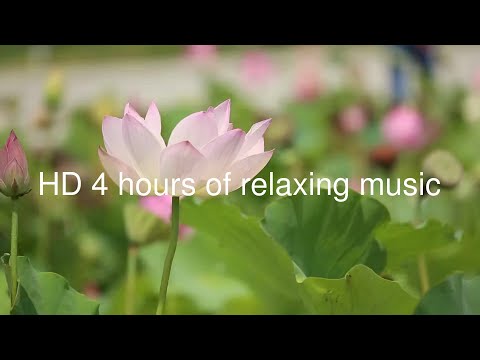 HD 4 Hours of a lotus flower in the breeze with relaxing music playing