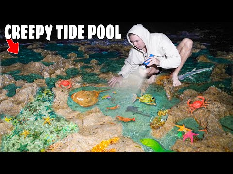 Finding CREEPY Sea Creatures In TIDE POOL at Night... (sharks everywhere)