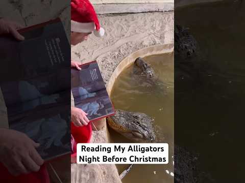 Reading My Alligators Night Before Christmas 😱📕🎄🐊#shorts #christmas