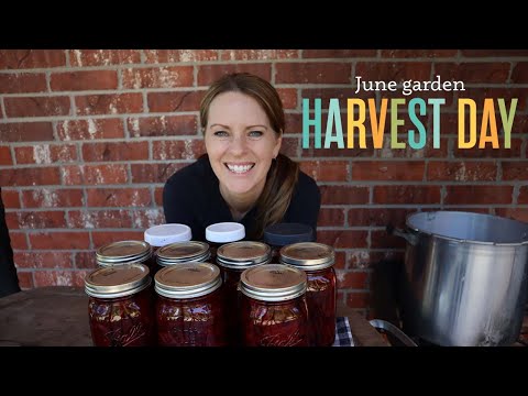 Harvesting beets, carrots, & celery | Homemade Ranch dip | Pickling beets