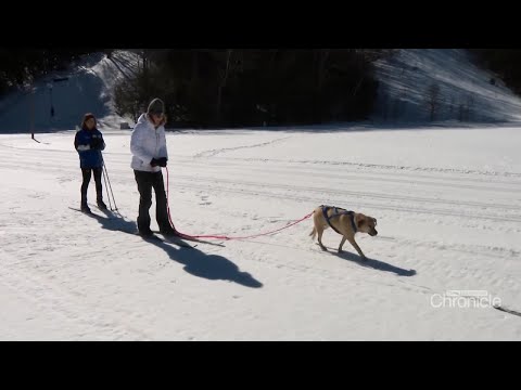 Tuesday, March 11th: Skijoring at Gunstock