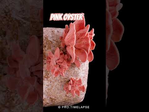 pink Oyster mushrooms grow Time Lapse #shorts #timelapse #protimelapse