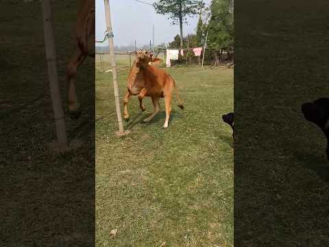 Labrador laika Vs cow#short barking dog#laika#labradorretriever