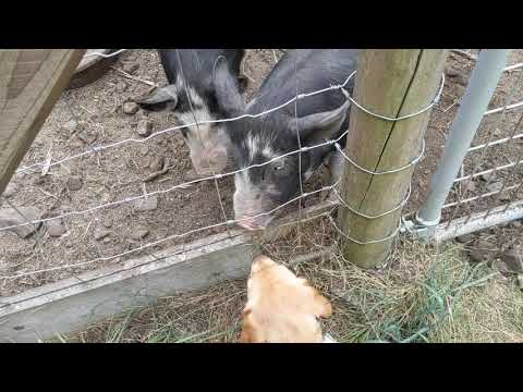 Ellie meets the pigs