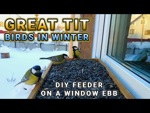 Feeding Great Tit Birds in Winter, Russia