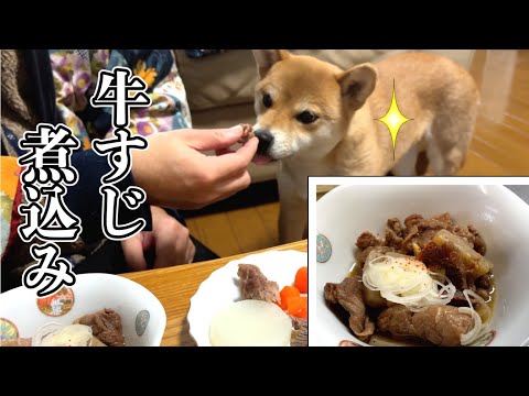 【手作り】牛すじ煮込みは食べますが野菜はいりません　柴犬小夏