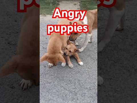 Baby dog#short angry puppies#streetdog