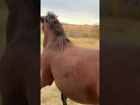 Fresh Filly Zoomies 🐎 #horse #equestrian #horselover #farmdiaries