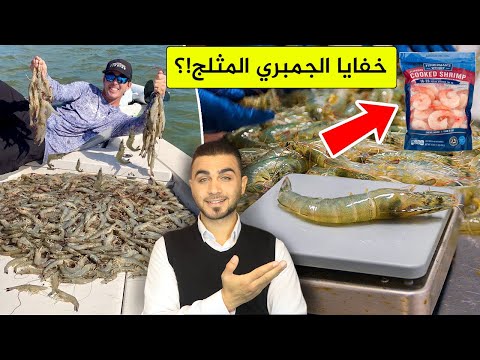 كشف حقائق الجمبري الروبيان المثلج😱هل مفيد أم مضر😱من الصيد حتى التغليف!؟