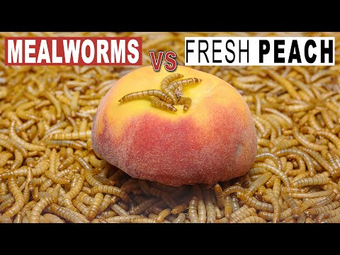 5000 MEALWORMS  VS  PEACH, Time Lapse