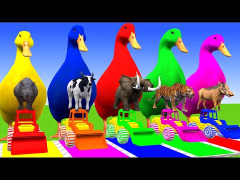 5 Giant Duck Cartoon,Cow,Elephant,Tiger,Lion,Dinosaur,Paint Wild Animals Crossing Fountain Animation