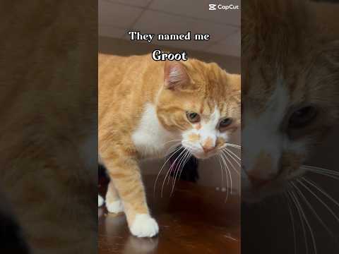 CapCut template that I edited #comedy #cat #trending #funnyanimals #fyp #fypシ #kitty