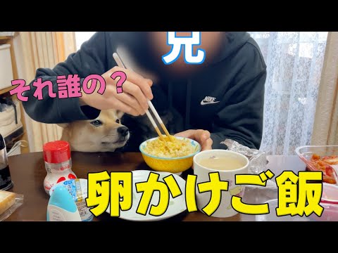 それ誰の？お兄ちゃんの卵かけご飯が気になって仕方ない柴犬こなつ