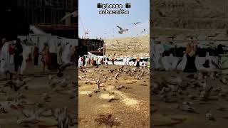 🕋ദിക്ക്റ് പാടി കിളി#മക്ക#makkah 🌴🌴#shortvideo #subscribe #please #like ☺️☺️