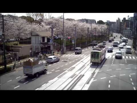 都電荒川線　桜の飛鳥山にて