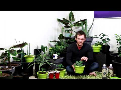 A few TIPS for your INDOOR garden