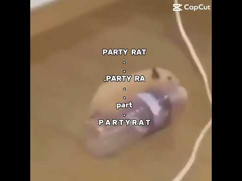 Party Rat!!!