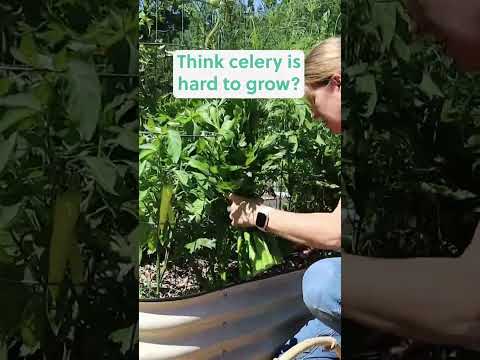 When to Plant Celery