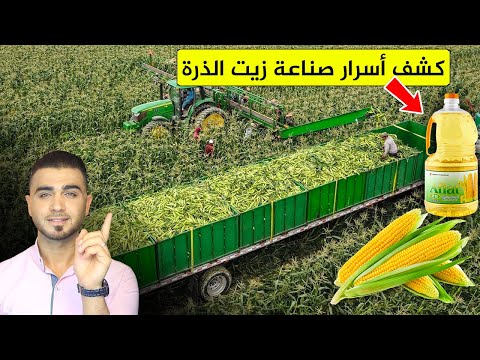 مصانع زيت الذرة تكشف الحقيقة😱من الحصاد حتى عصر الذرة😱ماذا يضاف للزيت!؟