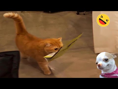 New Funny Animals 🐧 - UNUSUAL MEME CATS And DOGS Video Compilation 😺🐶 2024