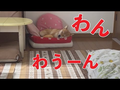 普段は寡黙なのに寝言はでっかい柴犬小夏　切り干し大根のせASMR