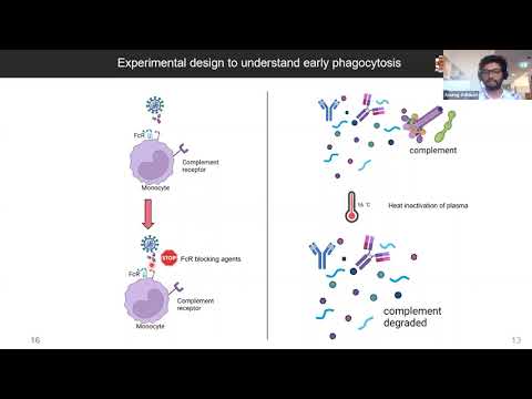 Longitudinal characterisation of anti-Spike antibodies mediated functions in COVID-19 patients