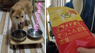 食欲ないのに飼い主のポテチに誘われて食べ始める柴犬小夏