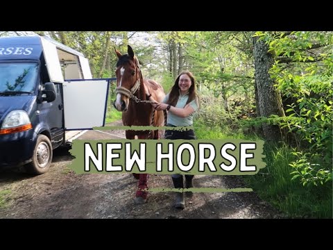 GETTING A NEW HORSE| First horse!