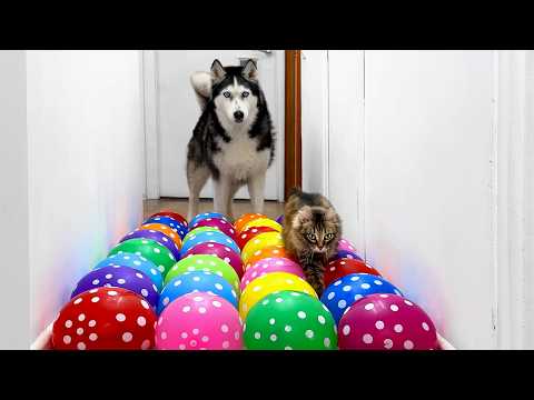 Water Balloon Challenge That Dogs And Cats Cannot Overcome