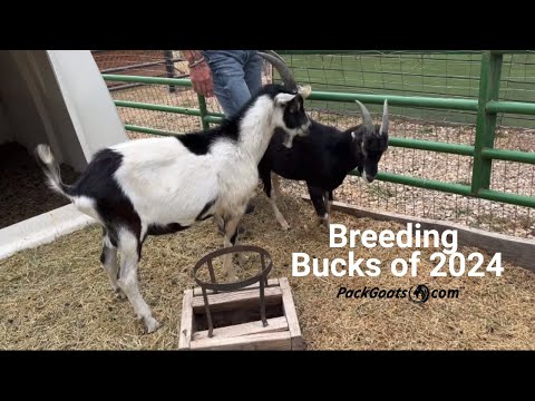 Meet The Breeding Bucks of 2024